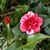 Sue Roberts-Parks's profile image