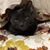 Tracie Suttle's profile image