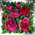 Roselle M. Serrano Santiago's profile image