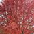 Ruth Tangen Braiedy's profile image