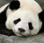 John David Eales's profile image