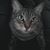 Benjamin Z. Griffith's profile image