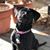 Joanne Micale Ryan's profile image
