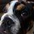 Herb Varin's profile image