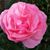 Andrea Armer's profile image