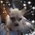 Suzanne Walker's profile image