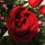 Sheri Penner's profile image