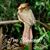 Judy Davis Hardy's profile image