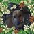 Deborah Weeks Castellano's profile image