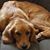 Janet McGuiggan Watt's profile image