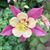 Marose Recto-Dris's profile image
