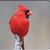 Mary Jo Strickling Kovalcik's profile image