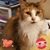 Melissa Cofone Haapala's profile image