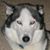 Lou Kotlinski's profile image