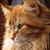 Mary Carpenter's profile image