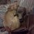 Molly Gienau's profile image