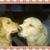 Deb Artman's profile image