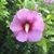 Mindy Manion Stancombe's profile image