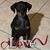 Cheryl Morris McCawley's profile image