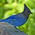 Carol J Schlitte's profile image