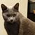 Cathy Fout's profile image