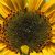 Bob Pyle's profile image