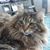 Lisa Simons Goodman's profile image