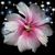 Debra Andazola's profile image