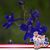 Christena Isaacs's profile image