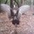 William Willauer's profile image