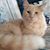 Darlene Griffin Maloy's profile image
