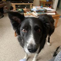 Rachel Renee Rhyner's profile image