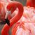 Shelly Bobro Budkey's profile image