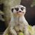 Stephanie Cullars's profile image