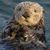 Chris Whelen's profile image