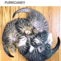 Ronald Jay McCallion's profile image