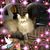 Karen Malsch's profile image