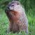 Matt Heile's profile image