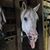 Elizabeth M Rose's profile image