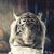 Ashira Rauorefr's profile image