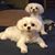 Milton M-Rizzo's profile image