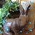 Donna Mariani's profile image