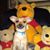 Amy Herston Hanke's profile image