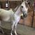 Fritzi Grow's profile image