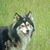Jeff Ruffner's profile image