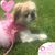 Shawna Ching's profile image