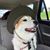 Cindy Petrella's profile image