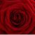 Gema Beyrooty's profile image