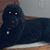 Phillip Hood Jr.'s profile image