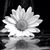Lynn Young's profile image